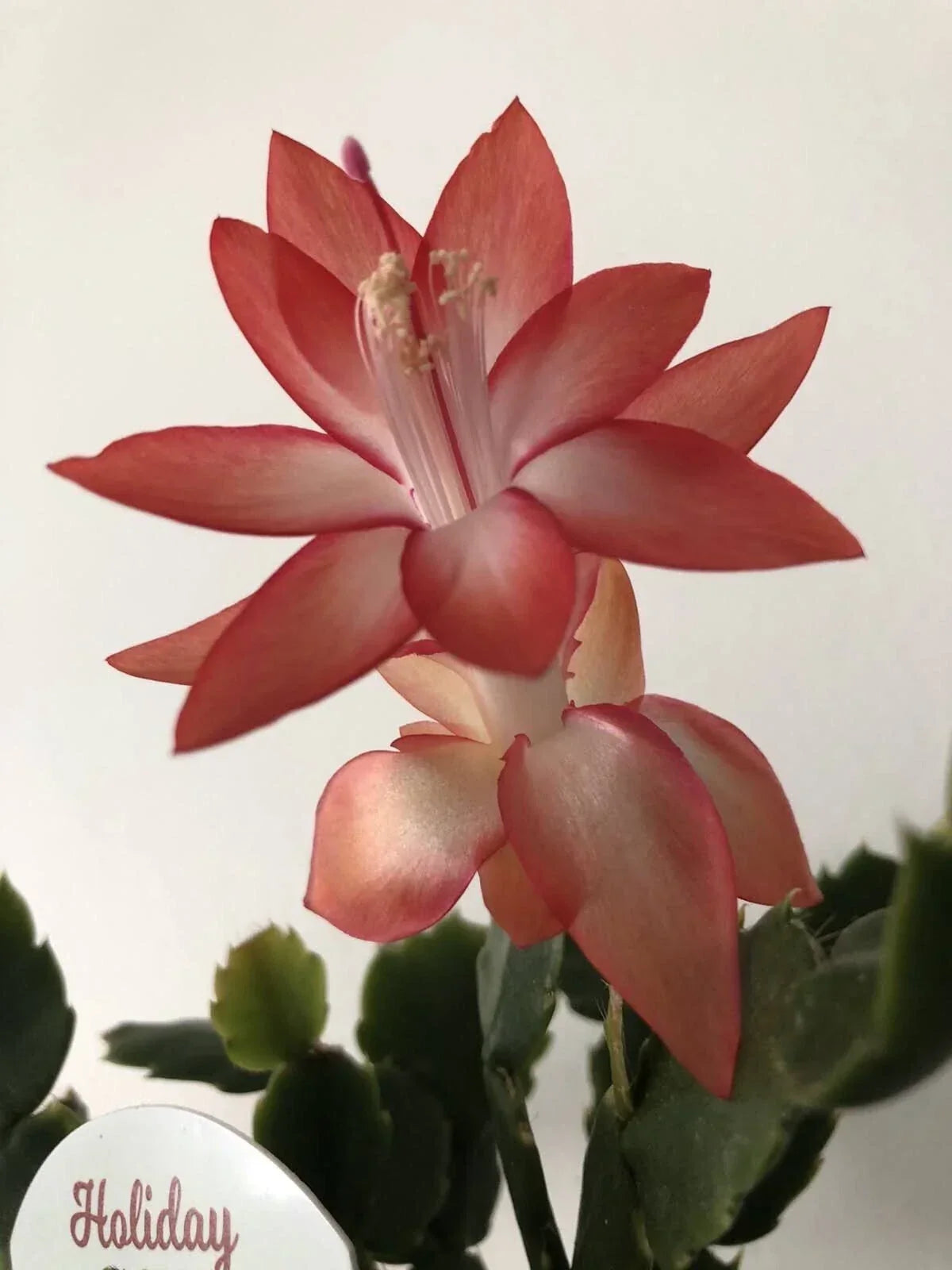 Christmas Cactus Set of 6 - Orange Schlumbergera with Rooted Plants & Cuttings
