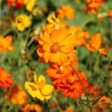 Diablo Cosmos Seeds - 200+ Pack - Vibrant Flowers for Garden Planting - Cosmos bipinnatus