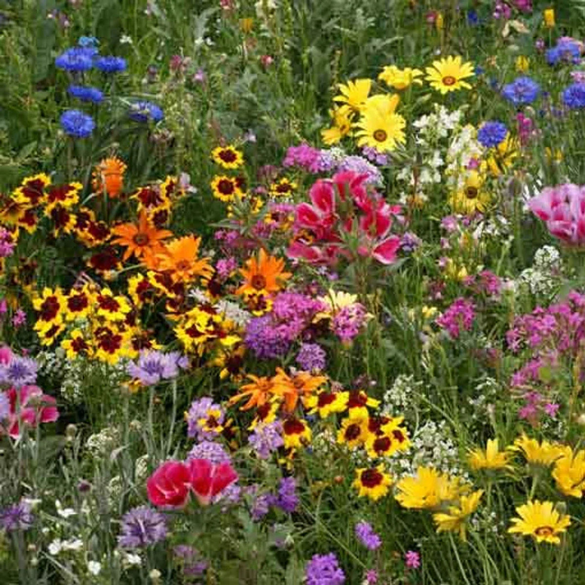 Low Grow Wildflower Seeds Mix – 200+ Colorful Native Wildflower Seeds for Garden, Pollinator Attracting, Easy to Grow