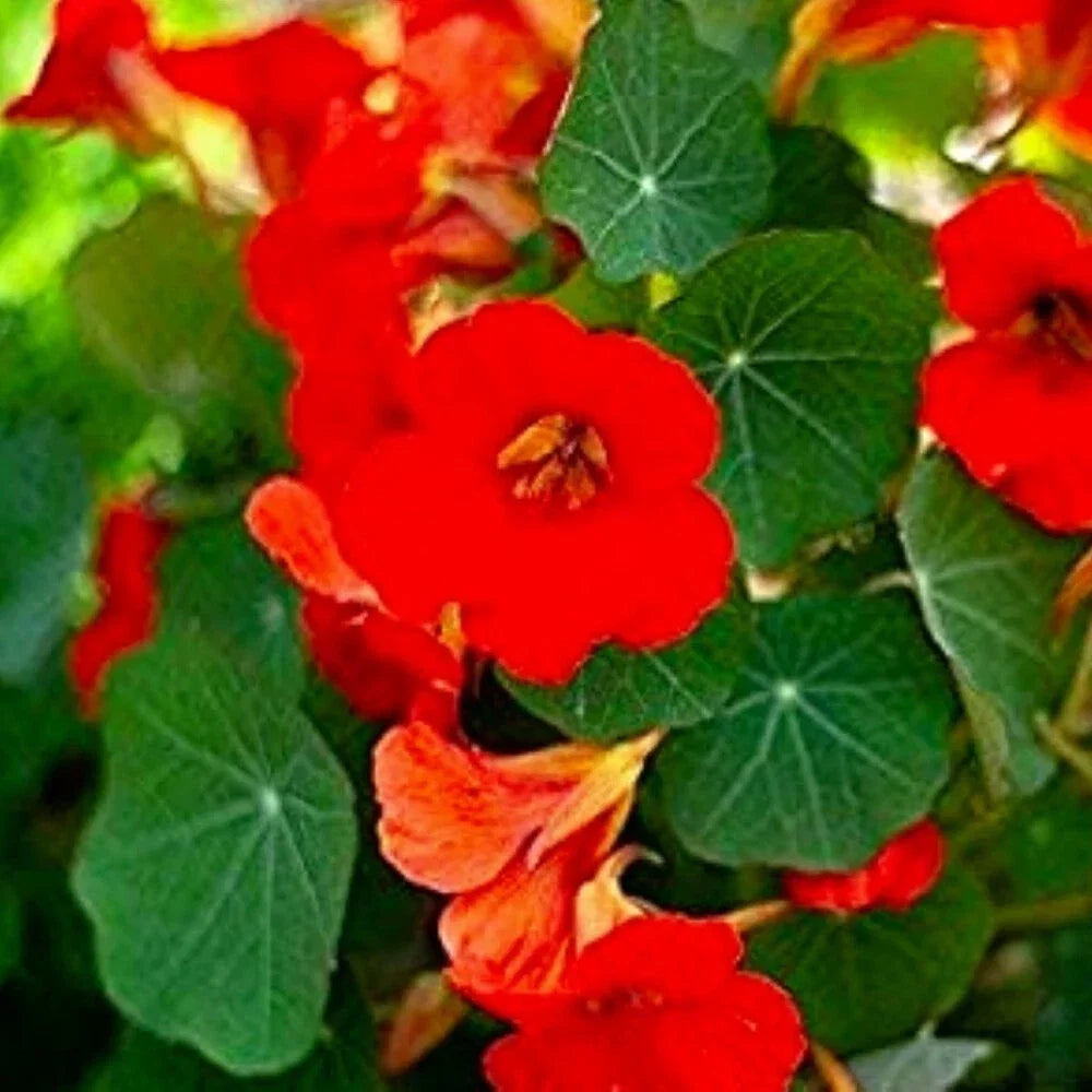 Nasturtium Flower Seeds | Empress of India Variety | Non-GMO Tropaeolum majus | Vibrant Edible Blooms for Garden & Containers