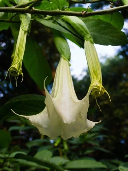 White Brugmansia Cuttings - 2 Unrooted Angel's Trumpet Datura spp. for Garden, Patio, or Pot Cultivation
