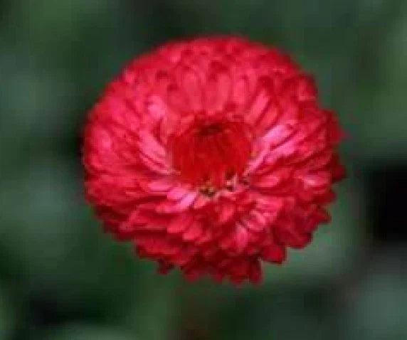 Tall Red Cornflower Seeds - 100 Fresh Centaurea Cyanus Seeds - Free USA Shipping