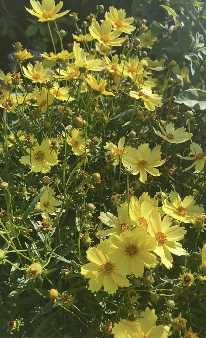 4” Pot Live Big Bang™ Full Moon Yellow Blossom Plant - Long Blooming Coreopsis grandiflora