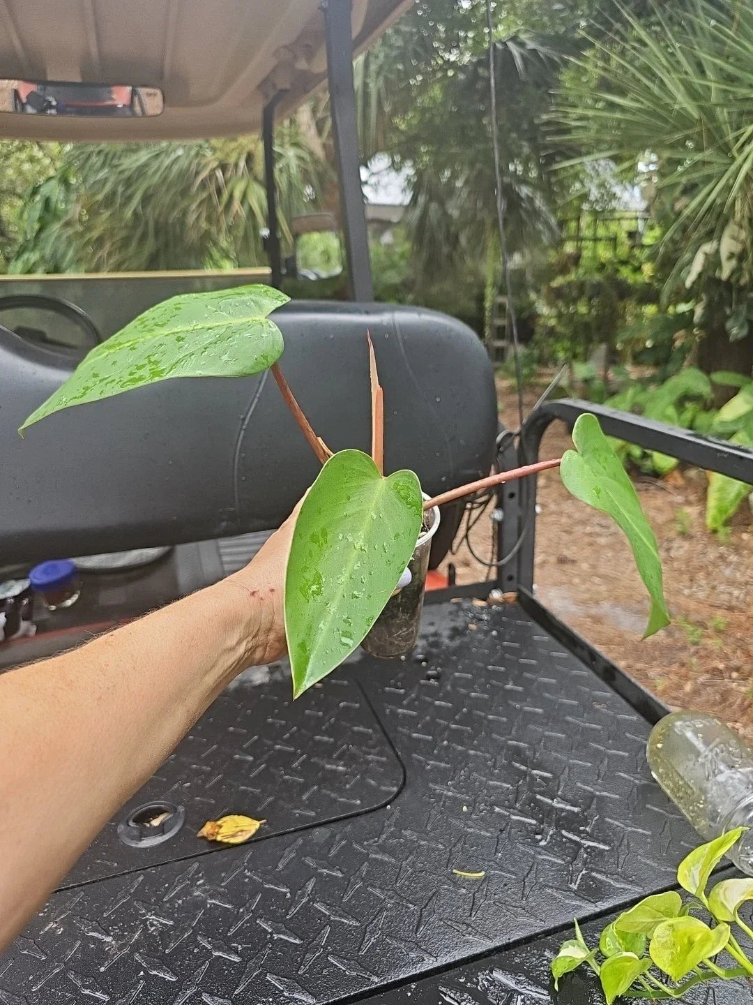 Rooted Cutting Philodendron Red Emerald Live Plant - Indoor Houseplant - Philodendron erubescens