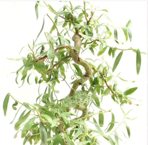 Bonsai Cutting - Dwarf Japanese Curly Willow - Salix matsudana 'Tortuosa' - 6-8 Inch Propagation Plant