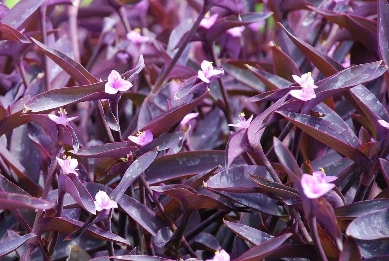 Purple Heart Wandering Jew Cuttings – Tradescantia pallida, Easy to Grow Houseplant, Trailing, Purple and Green Foliage, Fresh Cuttings 4+