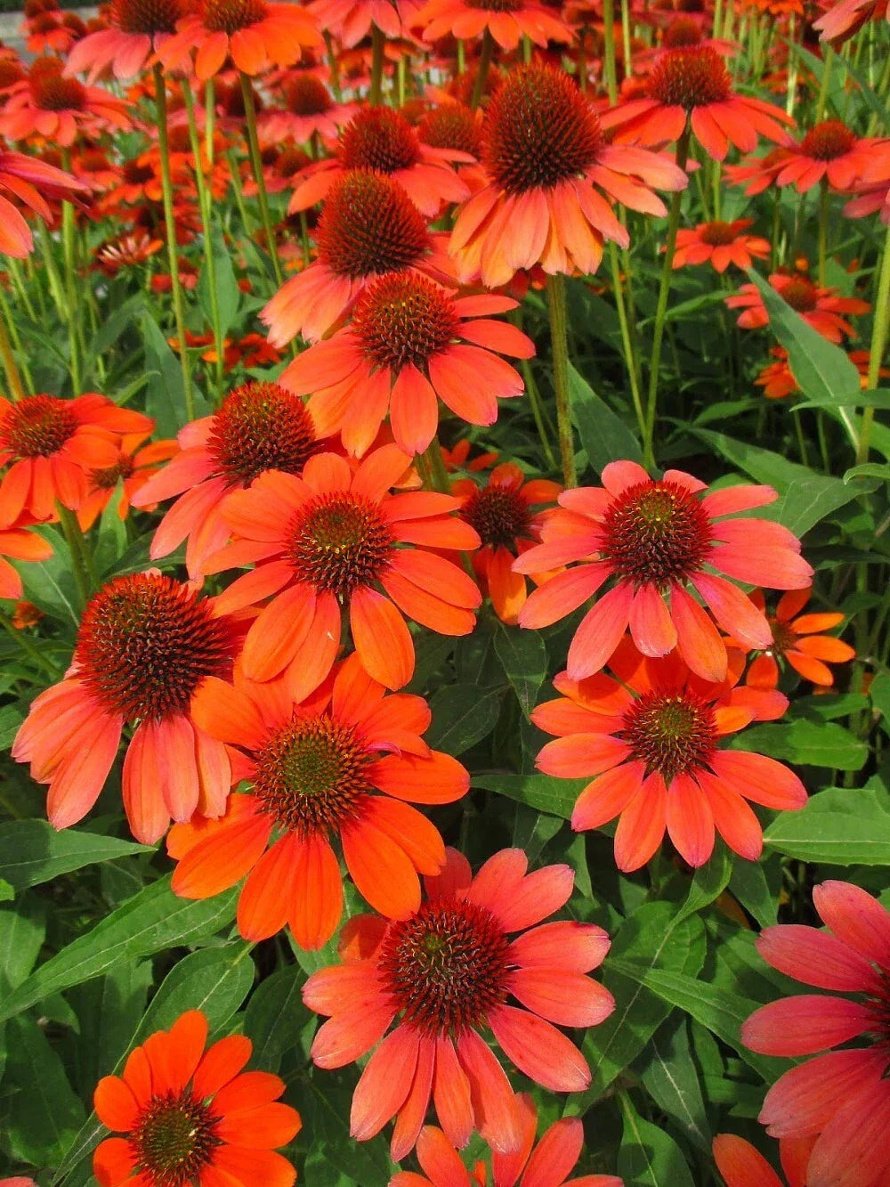 Adobe Orange Coneflower Seeds - 200+ Pack - Echinacea purpurea - USA Grown