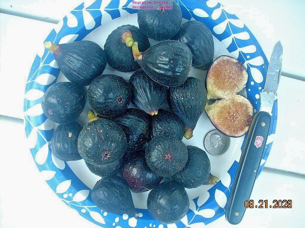 Fig Tree Cuttings 7 Pieces Negretta Variety Hardy Rock Ficus carica Propagation Plant
