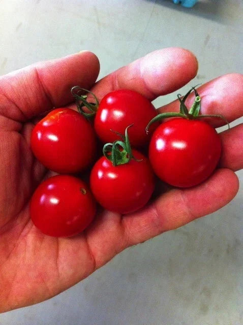 Sugar Bomb Cherry Tomato Seeds - Organic Heirloom Non-GMO, 100+ Seeds, Solanum lycopersicum, Sweet, Juicy, Indeterminate