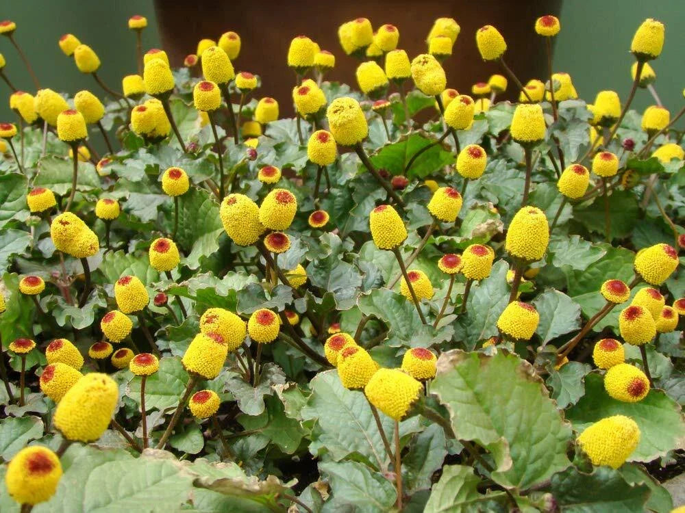Toothache Plant Seeds - 150+ Buzz Button Seeds - Acmella oleracea Herbal Garden