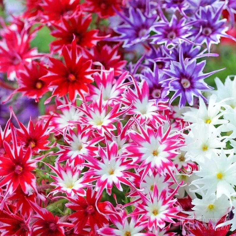 Twinkle Phlox Seeds - Perennial Flower Seeds for Butterflies - Phlox paniculata - Full Sun to Partial Shade