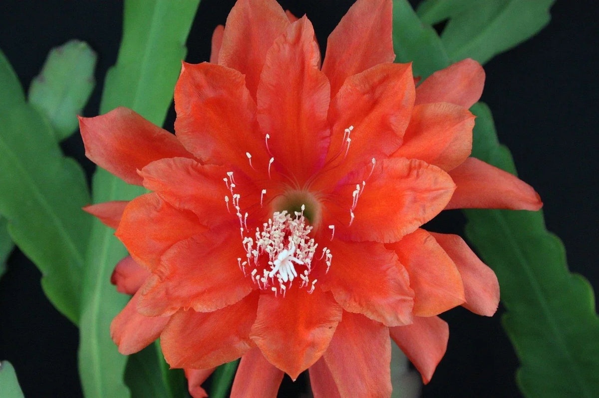 Epiphyllum "All That Jazz" Orchid Cactus Cuttings, Rare Succulent Variety, Propagation-Friendly, Indoor Plant