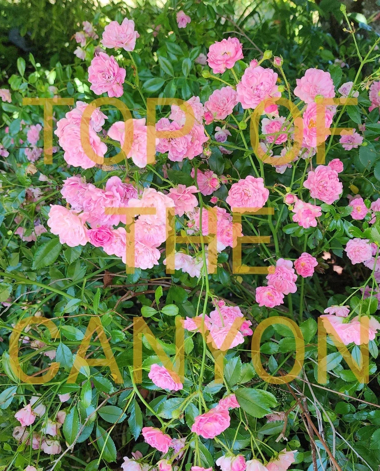 Miniature Pink Rose Bush 2" Pot Starter Plant Rosa 'Miniature Pink' Garden Flower Indoor Outdoor