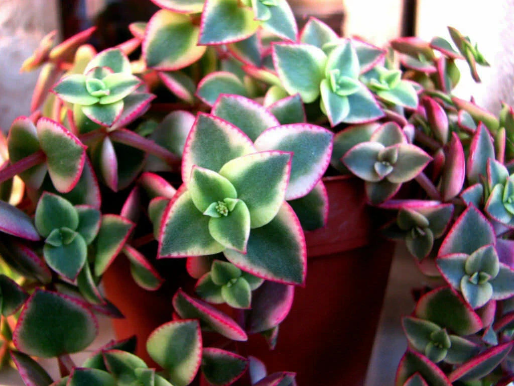 Crassula pellucida subsp. marginalis 'Variegata' Succulent Cuttings – Calico Kitten, Variegated Foliage, Easy Propagation