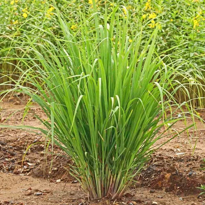 Set of 5 Lemongrass Rooted Plants – Edible Herb Cymbopogon citratus – Fresh Culinary, Tea, Garnish