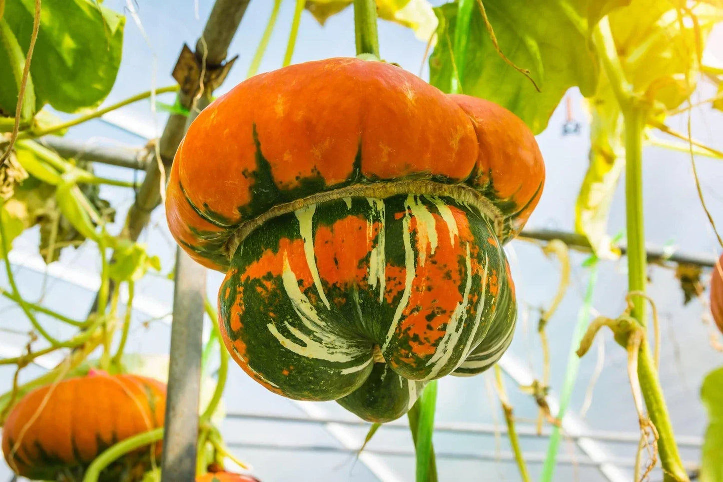 Turkish Turban Seeds - 10 Pack - Colorful Exotic Gourds Cucurbita maxima