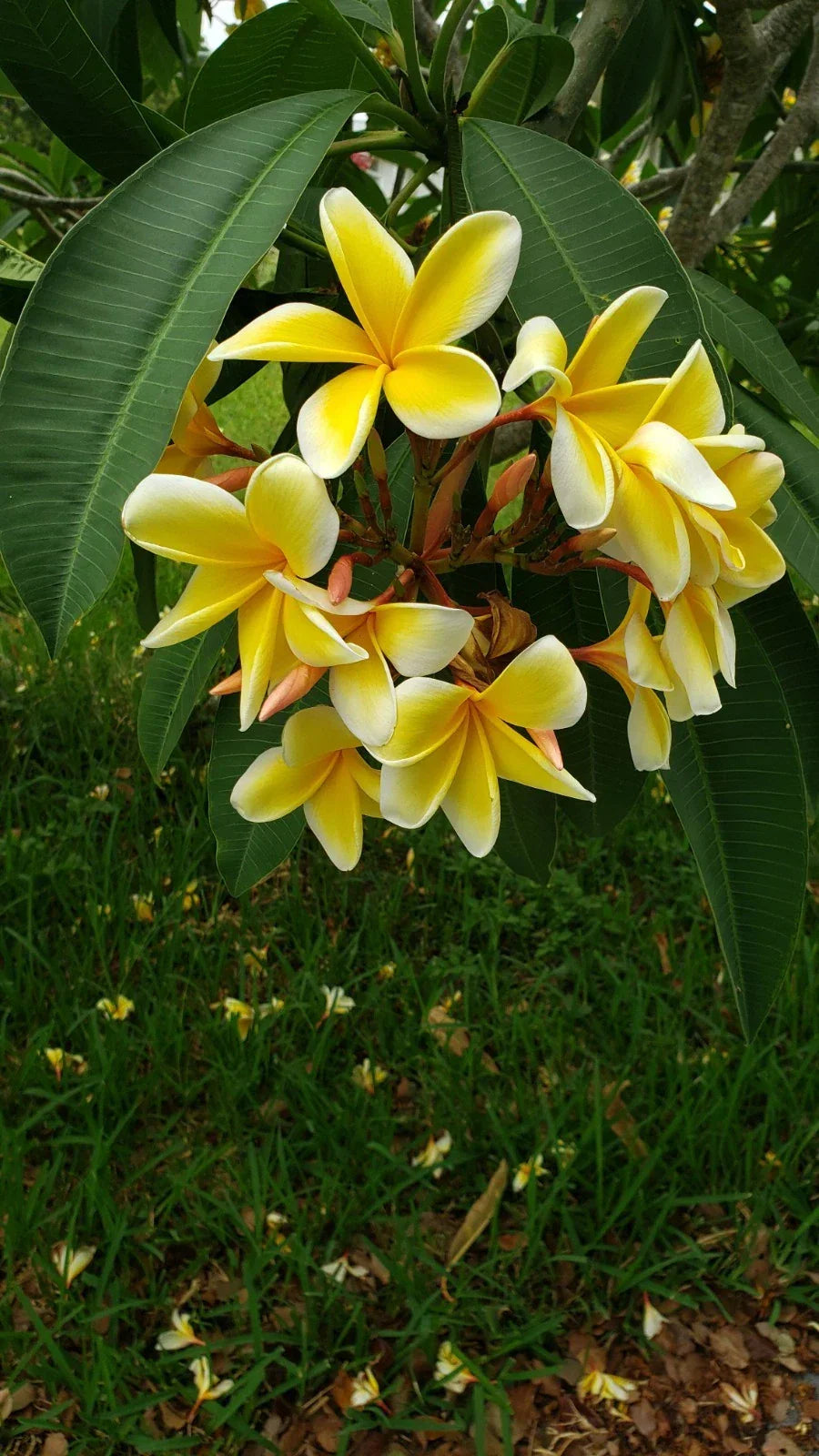 Plumeria Cutting 10-12 Inch White Yellow Flowers Unrooted Tropical Garden Plant, Plumeria spp.