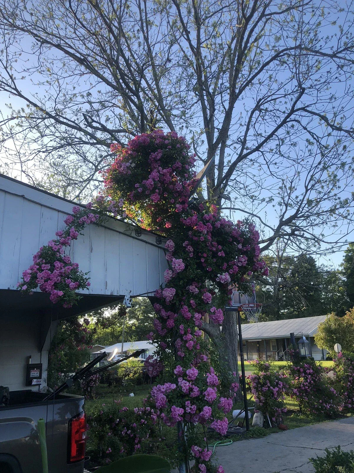 Live Rooted Peggy Martin Trailing Rose Plant 2ft Hurricane Katrina®️ose Rosa 'Peggy Martin'