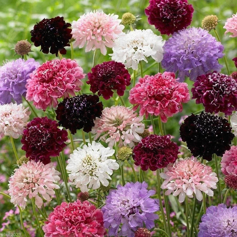 Pincushion Flower Seeds Mix - 100+ Scabiosa Colors - Garden Flower Seeds for Borders & Containers - Pollinator Friendly, Easy to Grow