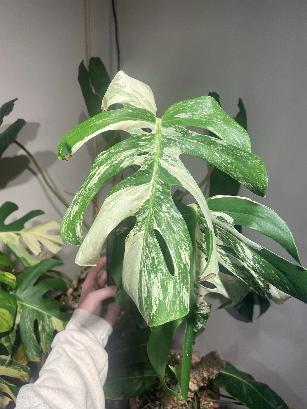 Monstera Albo Rooted Top Cut - Variegated Houseplant - Monstera deliciosa var. albo-marmorata