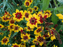 Plains Coreopsis Seeds - Bulk Pack - Wildflower Variety - Coreopsis tinctoria
