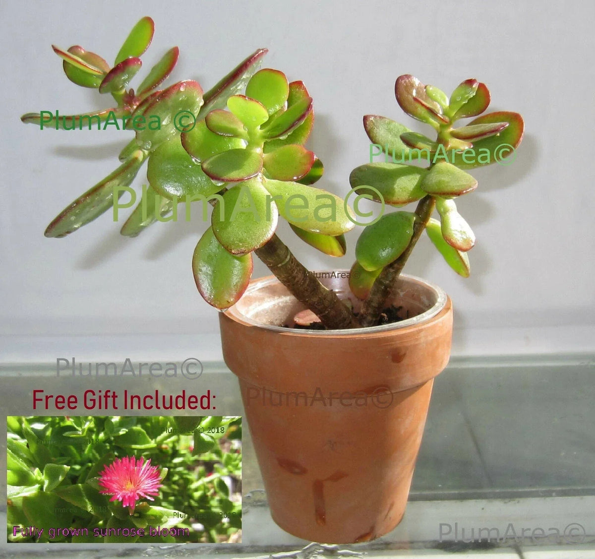 Rooted Jade Plant Succulent 12" Crassula Ovata Drought Resistant Indoor Houseplant