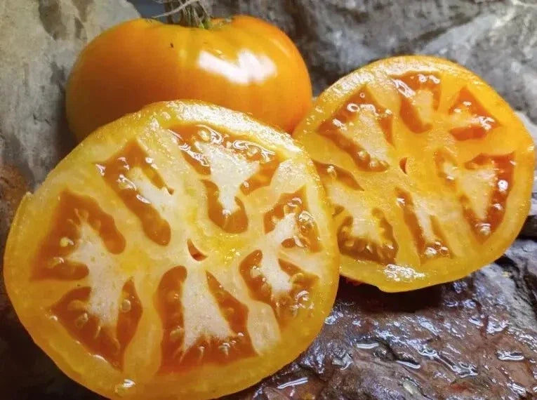 Golden Jubilee Tomato Seeds – Heirloom Organic Non-GMO Pack for Home Gardening – Solanum lycopersicum