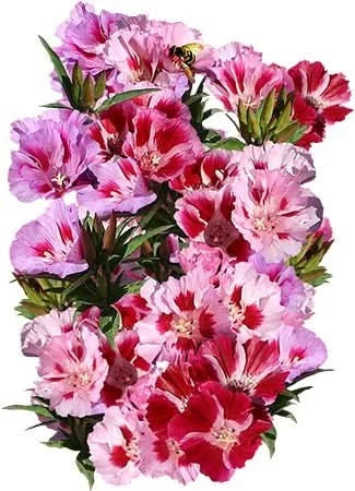 Dwarf Godetia Seeds - Clarkia amoena - Colorful Flower Seeds for Borders & Containers