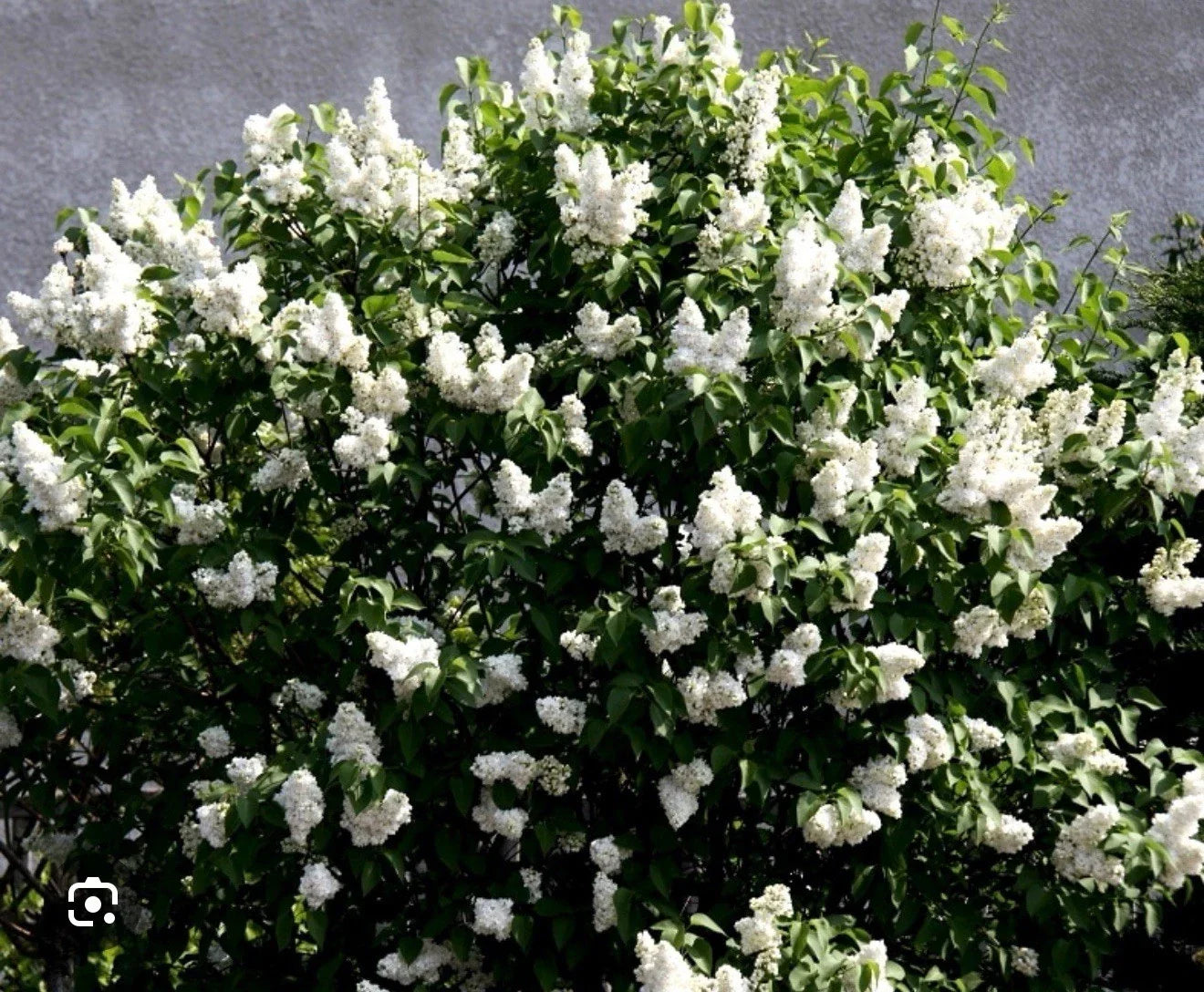Madame Lemoine Lilac Starter Plant - 4-8 Inches Tall Syringa vulgaris Well-Rooted Shrub for Garden Landscaping
