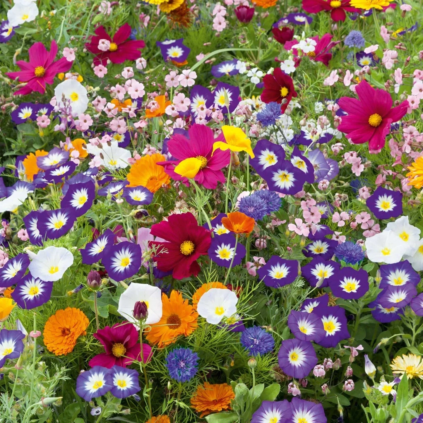 Purple Wildflower Mix - 200+ Seeds - Native Purple Flower Blend for Gardens