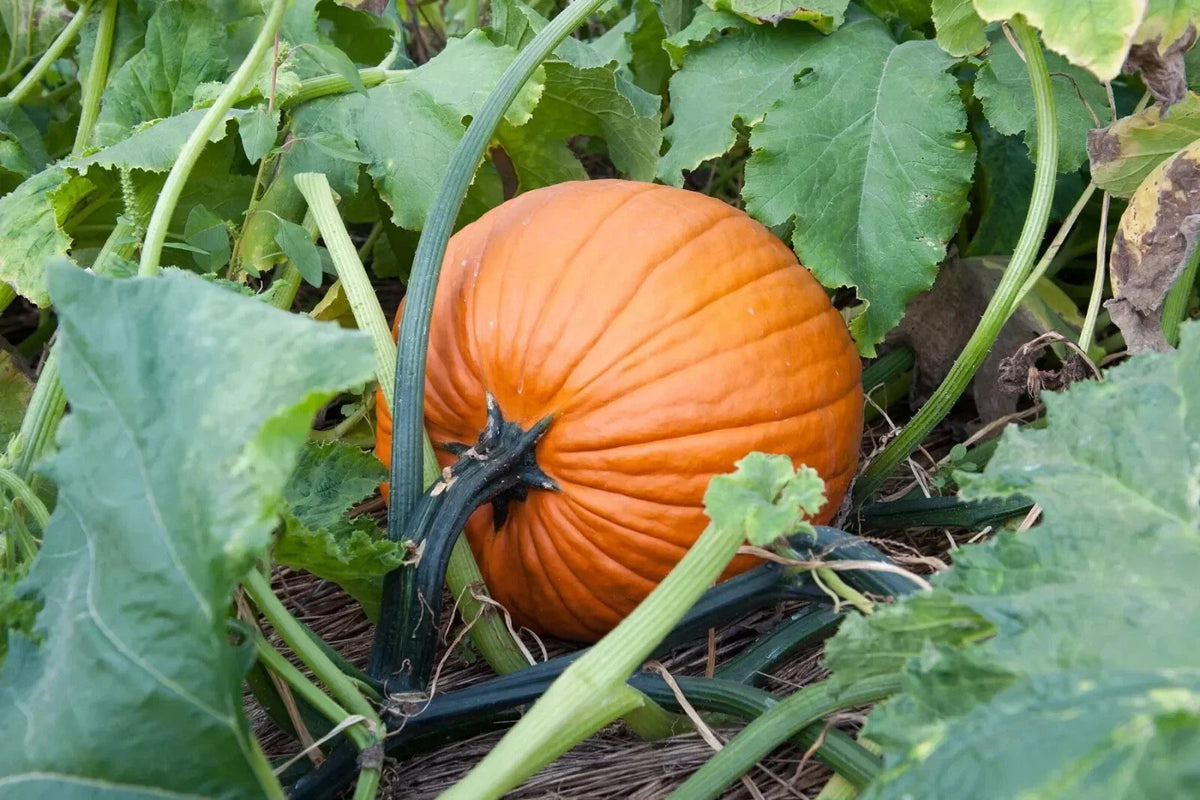 Jack O' Lantern Pumpkin Seeds - Halloween Variety for Carving & Baking, Cucurbita pepo, High Yield, Full Sun, Free Shipping
