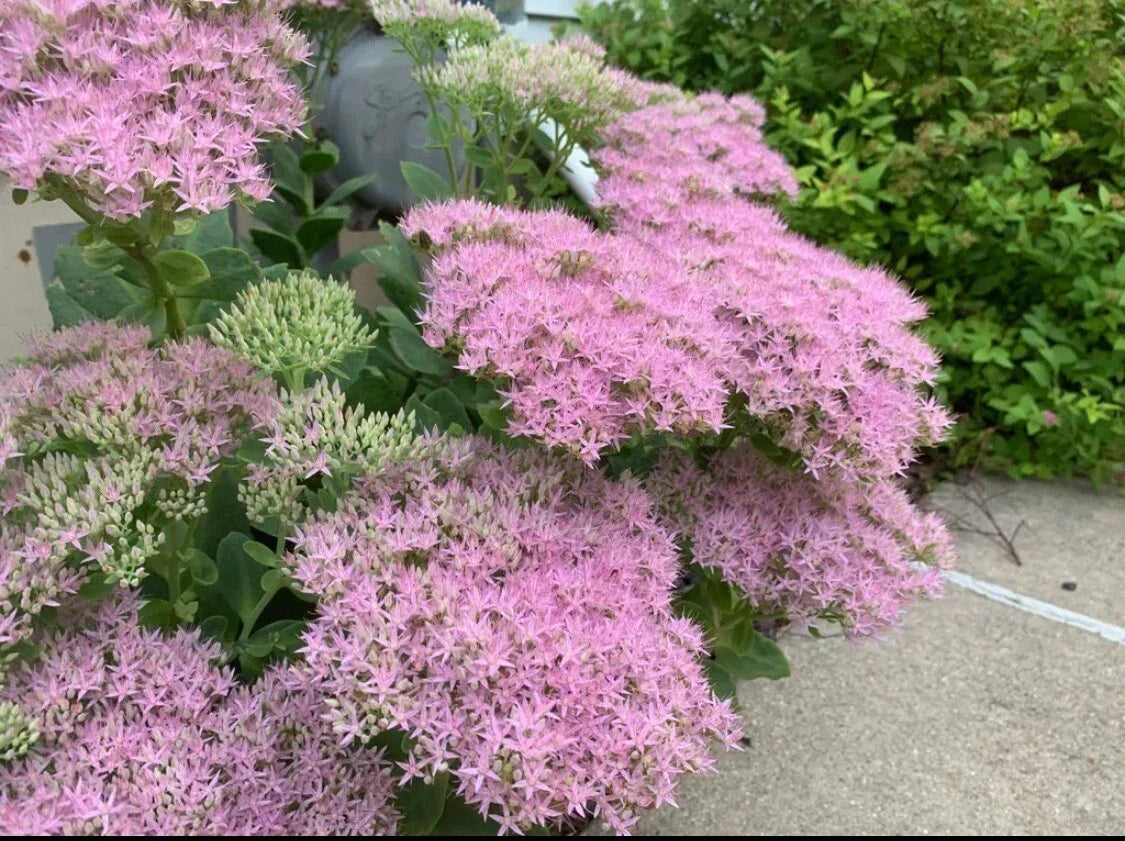 Sedum 'Autumn Joy' Cutting | Hardy Succulent Ground Cover | Sedum spectabile | Easy-to-Grow Plant
