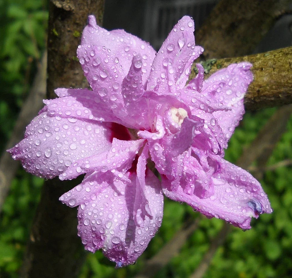 Rose of Sharon Hibiscus Syriacus Flowering Bush Cuttings – 20 Propagation Clones for Garden, Hardy Deciduous Shrub