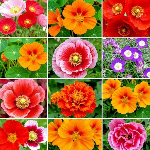 Wildflower Seeds Bulk Pack 2000+ Autumn Butterfly Pollinators Hummingbird Mix for Gardens and Native Plants