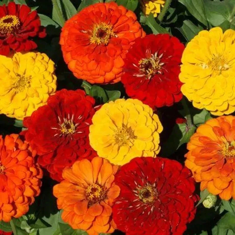 Lava Lamp Zinnia Seeds - Organic Pack of 100 - Colorful Annual Flowers - Zinnia elegans - USA Grown