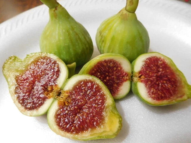 Vasillika Sika Fig Tree Cuttings – Ficus carica – Propagation for Indoor & Outdoor Gardening