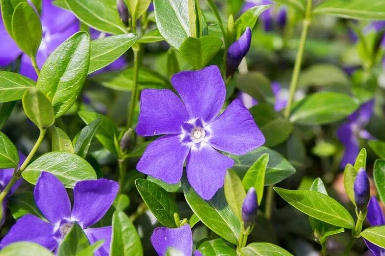 Periwinkle Plants Ground Cover Vinca Minor Live Plants for Garden Borders and Shade, 20+ Varieties