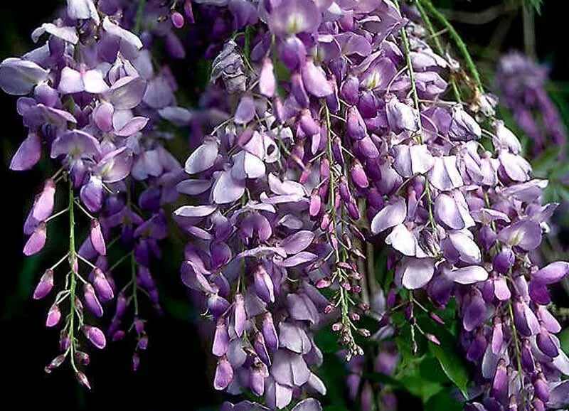Blue Chinese Wisteria Live Plant - Heirloom Purple Flowers - Rooted Vines 1-2 ft