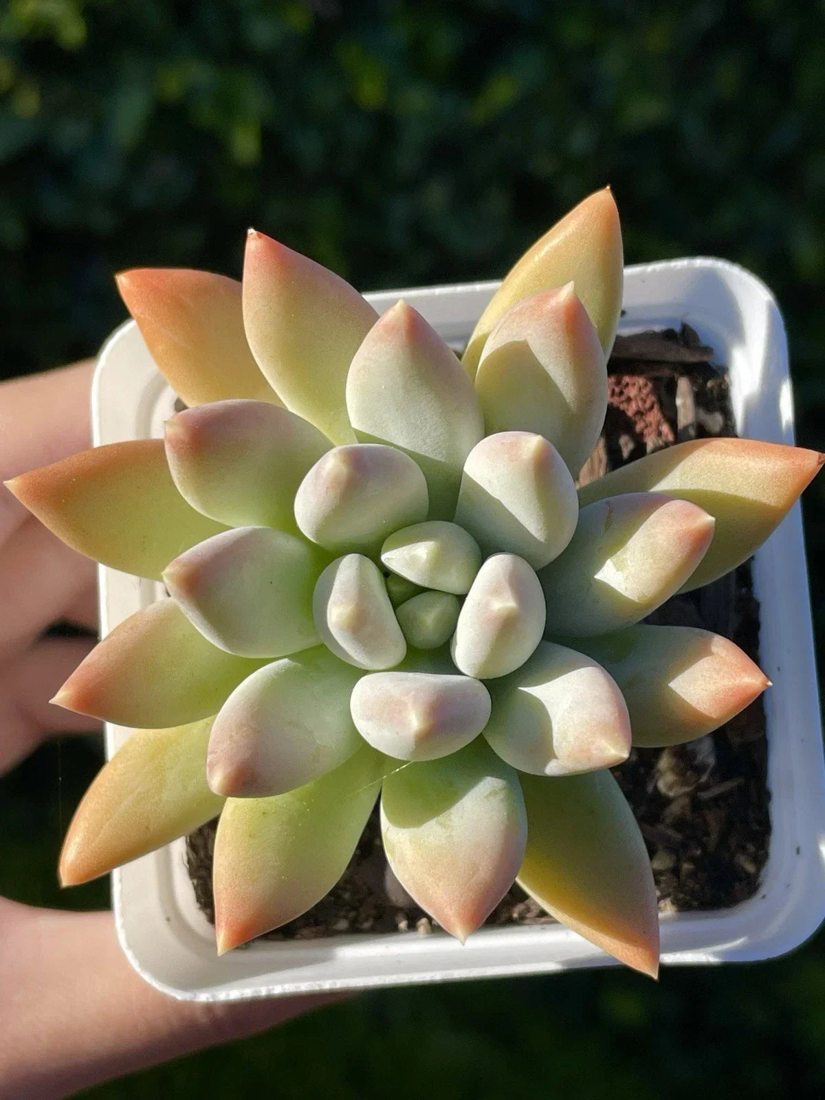 Rare Succulent Plant - 2.75-Inch Pachyphytum 'Moon Silver' Rooted Live Plant with Powdery Foliage