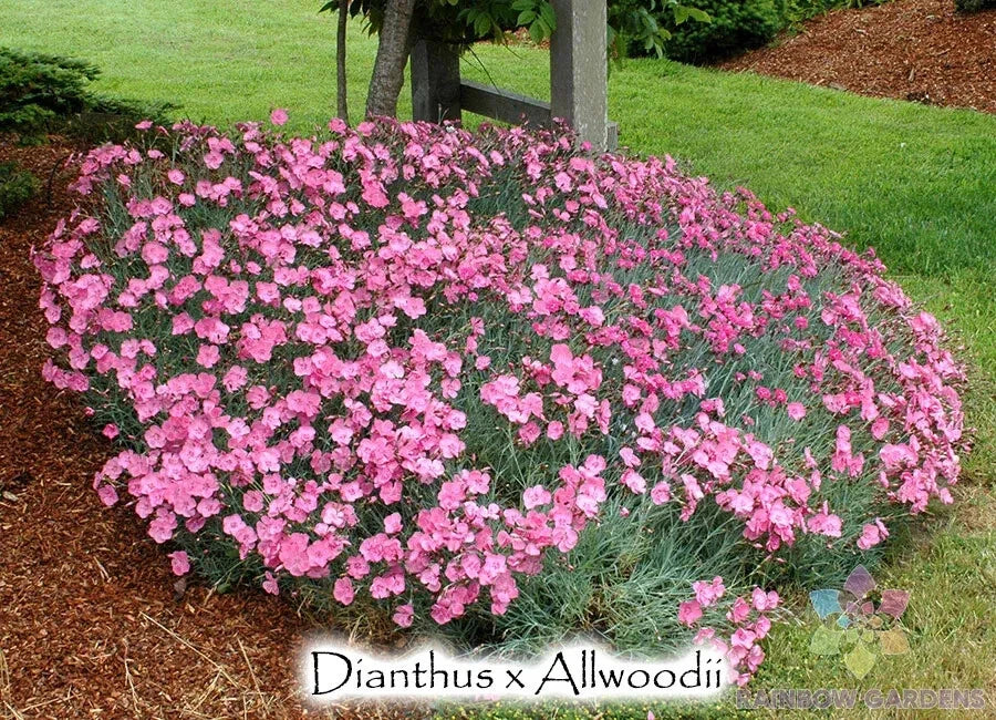 Allwood's Pink Carnation Seeds - 200+ Pack | Dianthus caryophyllus USA