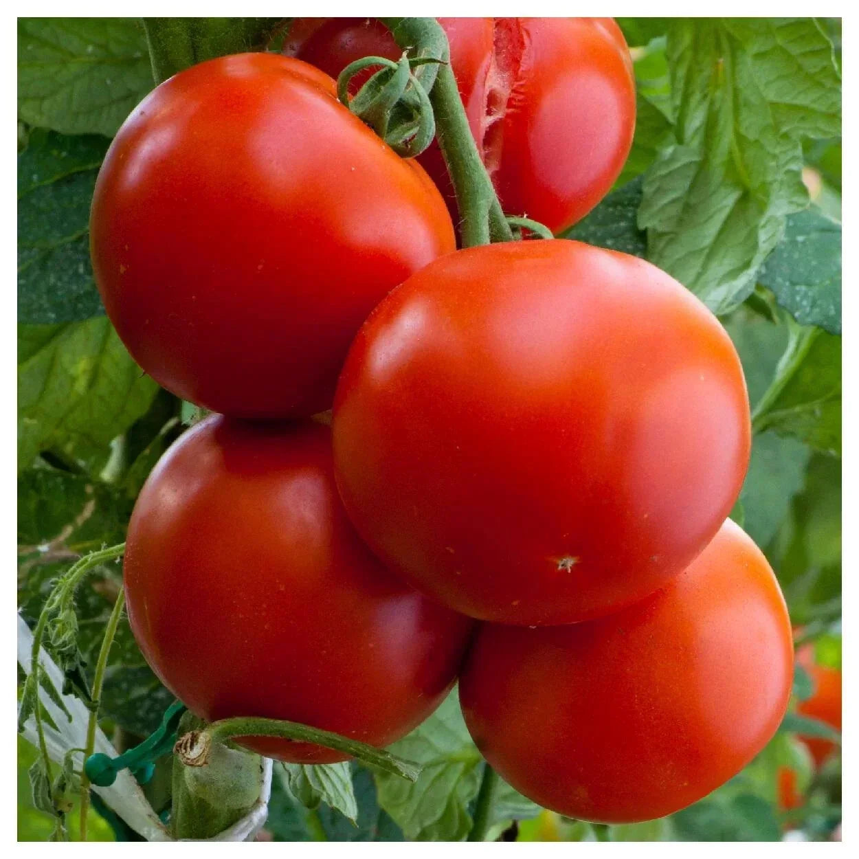 Florida Tomato Seeds - Heirloom Non-GMO, Determinate, Solanum lycopersicum, Hot/Humid Climate Garden Seeds