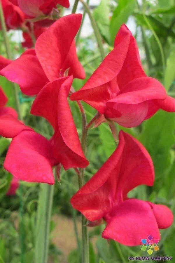 King Edward VII Sweet Pea Seeds - 50+ Pack - Heirloom Lathyrus odoratus for Garden