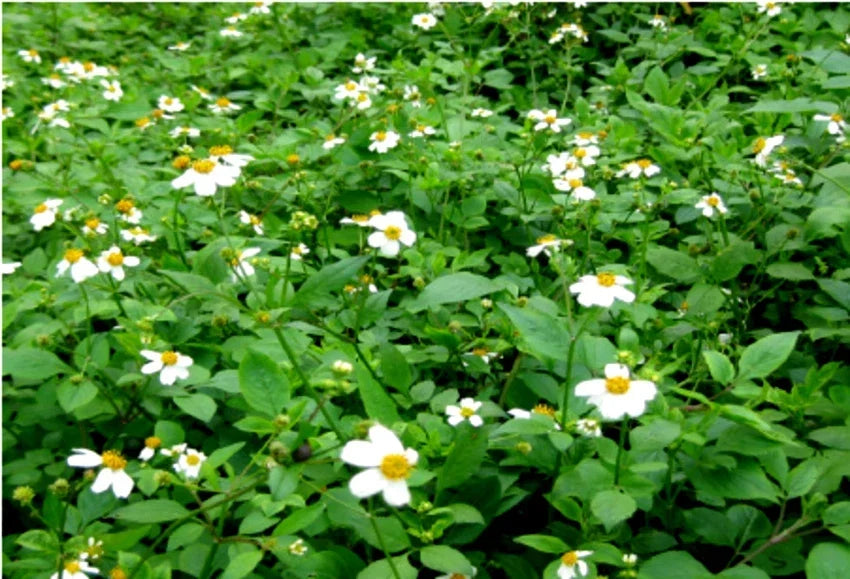 Spanish Needle Seeds Pack - 100+ Biden alba, Bright Yellow Flowers, Attract Pollinators, Easy to Grow, Wildflower, Ground Cover