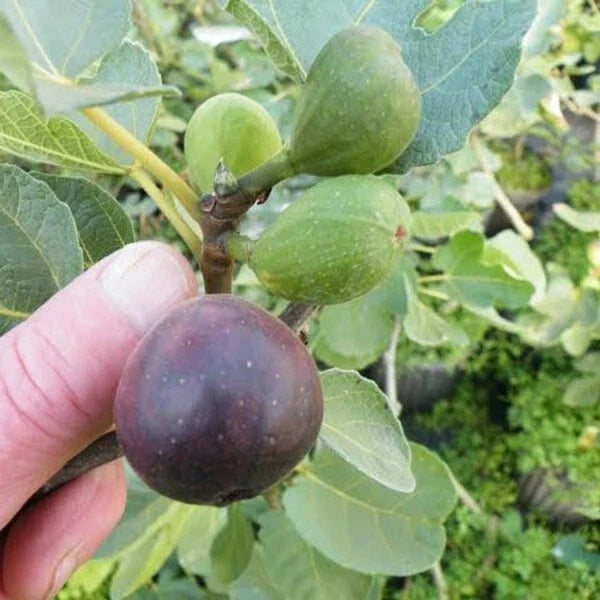 LSU Purple Fig Plant - Live Rooted Cutting, Self-Pollinating, Potted Ficus carica 'LSU Purple' for Zones 7-10