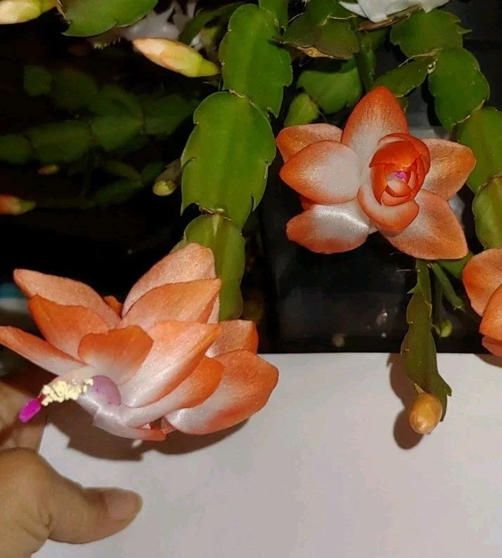 Olivia Peach Orange Holiday Christmas Cactus Cutting 2" - Schlumbergera truncata Rooted Plant