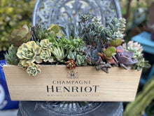 Succulent Arrangement Starter Kit - 25+ Assorted Cuttings in Wine Box - Ideal for DIY Plant Lovers - Various Varieties