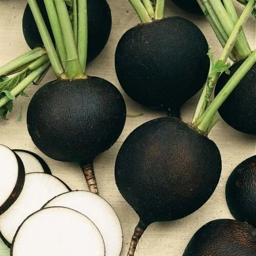 Black Spanish Round Radish Seeds - Heirloom Organic Non-GMO Raphanus sativus, 50+ Seeds for Planting
