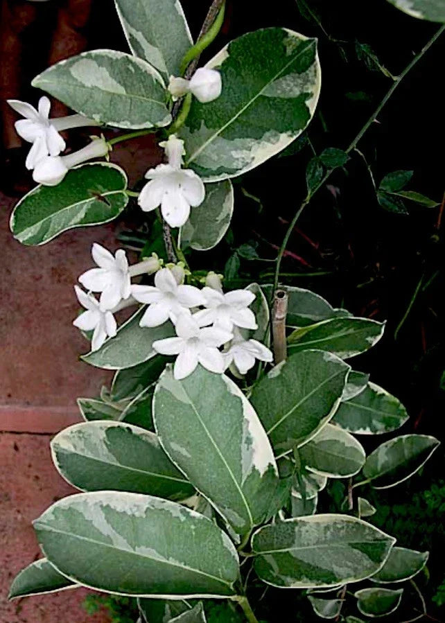 Live Variegated Stephanotis Madagascar Jasmine Cutting – Fragrant White Flowers, Indoor/Outdoor Houseplant, Climbing Vine