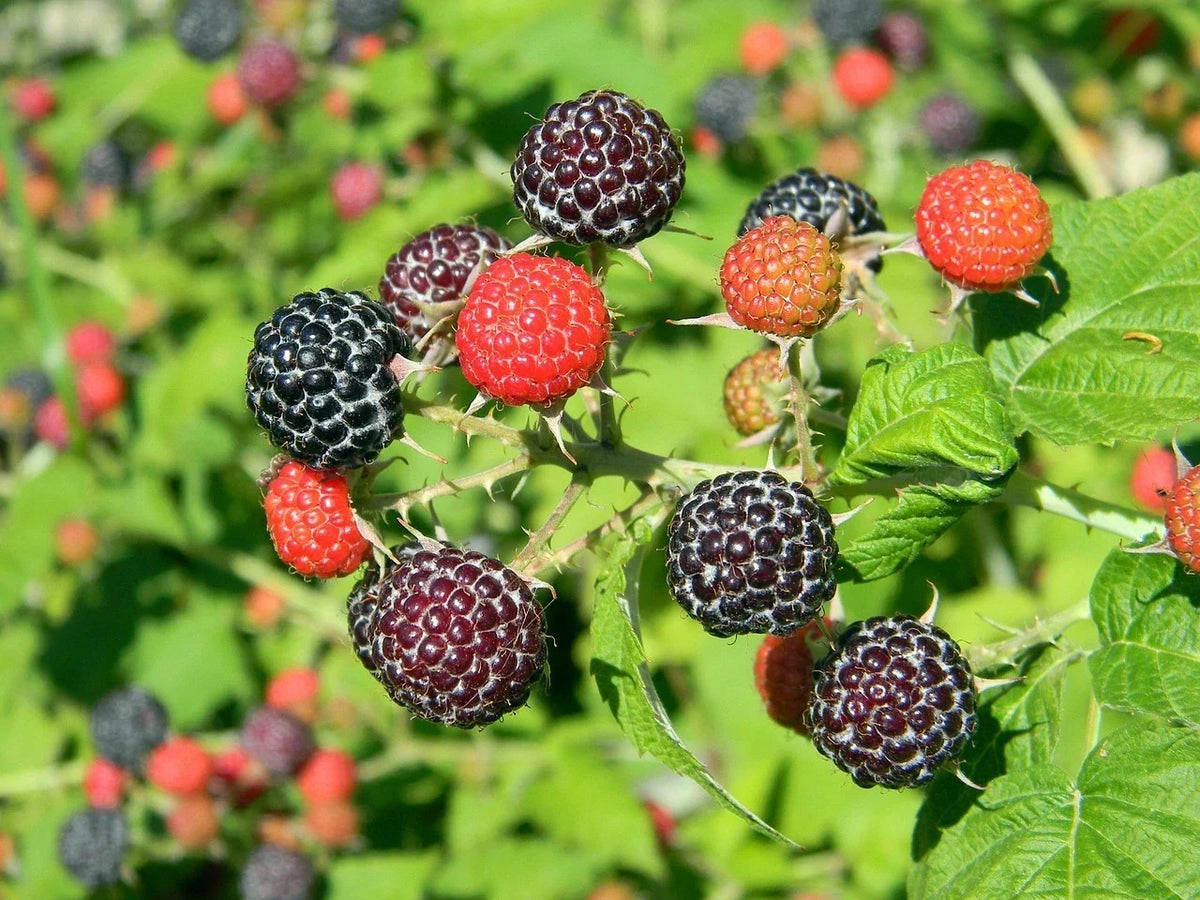 Black Raspberry Seeds - Organic Rubus occidentalis, Sweet Flavor, 50 Pack for Home Garden, Pesticide-Free, Perennial Bush
