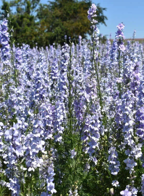 Rocket Larkspur Seeds - Light Blue Non-GMO Cut Flowers for Pollinators, Delphinium ajacis, 500 Pack